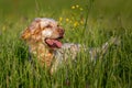 Orange Belton English Setter hiding in high grass with yellow flowers