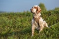 English Setter sitting in the grass on a sunny day.