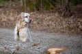 Orange belton english setter in the forest