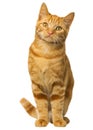 Orange bengal cat cutting portrait of brown eye cat looking with pleading stare on white