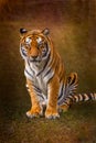 Orange bengal tiger with textured background