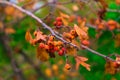 Orange berries on a branch, close-up. Autumn background Royalty Free Stock Photo