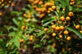 Orange berries