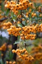 Orange berries in a cluster hang on one thin twig Royalty Free Stock Photo