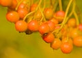 Orange berries of a whitebeam bush Royalty Free Stock Photo