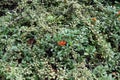 Orange berries in the leafage of Cotoneaster horizontalis