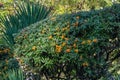 Orange berries Pyracantha Angustifolia, Narrowleaf Firethorn, Slender or Woolly Firethorn. Trimmed narrow-leaved pyracantha