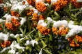 Orange Berries in Winter Melting