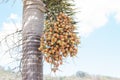 Orange betel palm or betel nut on tree on blue sky background. Royalty Free Stock Photo