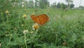 Orange betterflay set on the flawer