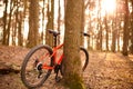 An orange Bicycle with 29-inch wheels stands near a tree in the forest in the sunlight. Royalty Free Stock Photo