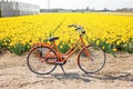 Orange bicycle next to a field of yellow daffodils. Dutch spring landscape