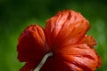Orange big wild poppy flower in May. Beautiful spring flower petals close-up Royalty Free Stock Photo