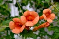 Orange bignonia flowers