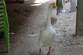 Orange-billed white geese are common domestic pets. Royalty Free Stock Photo