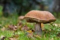 Orange birch bolete