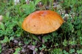 Orange Birch Bolete