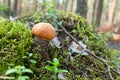 Orange Birch Bolete