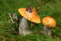 Orange birch bolete Royalty Free Stock Photo