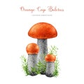 Orange birch bolete with green moss. Watercolor painted orange cap boletus edible forest mushroom group. Red-capped