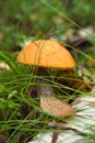 Orange Birch Bolete (Leccinum versipelle) Royalty Free Stock Photo