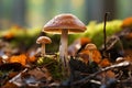 Orange birch bolete, Leccinum versipelle, edible mushroom in autumn forest