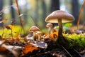 Orange birch bolete, Leccinum versipelle, edible mushroom in autumn forest