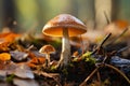 Orange birch bolete, Leccinum versipelle, edible mushroom in autumn forest