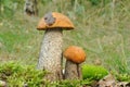 Orange Birch Bolete (Leccinum versipelle) Royalty Free Stock Photo