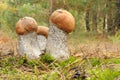 Orange Birch Bolete (Leccinum versipelle) Royalty Free Stock Photo