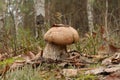 Orange Birch Bolete (Leccinum versipelle) Royalty Free Stock Photo