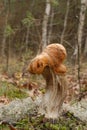 Orange Birch Bolete (Leccinum versipelle) Royalty Free Stock Photo