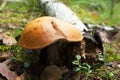 Orange Birch Bolete (Leccinum versipelle) mushroom Royalty Free Stock Photo