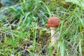 Orange Birch bolete (Leccinum versipelle) mushroon in forest Royalty Free Stock Photo