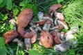 Orange Birch Bolete