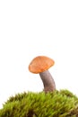 Orange birch bolete mushroom