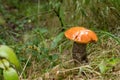 Orange birch bolete mushroom. Mushroom was found growing amongst grass in woods in the Scottish Highlands. Royalty Free Stock Photo