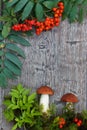 Orange birch bolete mushrooms ai wooden background Royalty Free Stock Photo