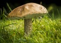 Orange Birch Bolette Mushroom. Royalty Free Stock Photo