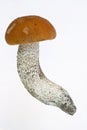 Orange birch boletus