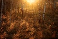 Orange birch shadowy sunrise