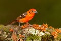 Orange bird Flame-colored Tanager, Piranga bidentata, Savegre, Costa Rica. Bird sitting in the dark forest. Birdwatching in South Royalty Free Stock Photo