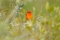 Orange bird Flame-colored Tanager, Piranga bidentata, Savegre, Costa Rica. Orange bird in green tropical vegetation. Tanager from Royalty Free Stock Photo