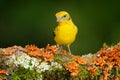 Orange bird Flame-colored Tanager, Piranga bidentata tropical bird from Savegre, Costa Rica. Yeallow female tanager in the habitat Royalty Free Stock Photo