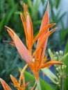 Orange Bird of Paradise Royalty Free Stock Photo