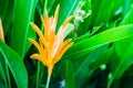 Orange bird of paradise flower blossom