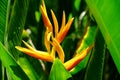 Orange bird paradise flower with green leaves Royalty Free Stock Photo