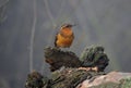 Orange Bird Royalty Free Stock Photo