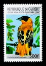 Orange Bishop (Euplectes orix franciscana), Birds serie, circa 1