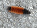 Orange and Black Banded Woolly Bear Caterpillar Closeup Detail